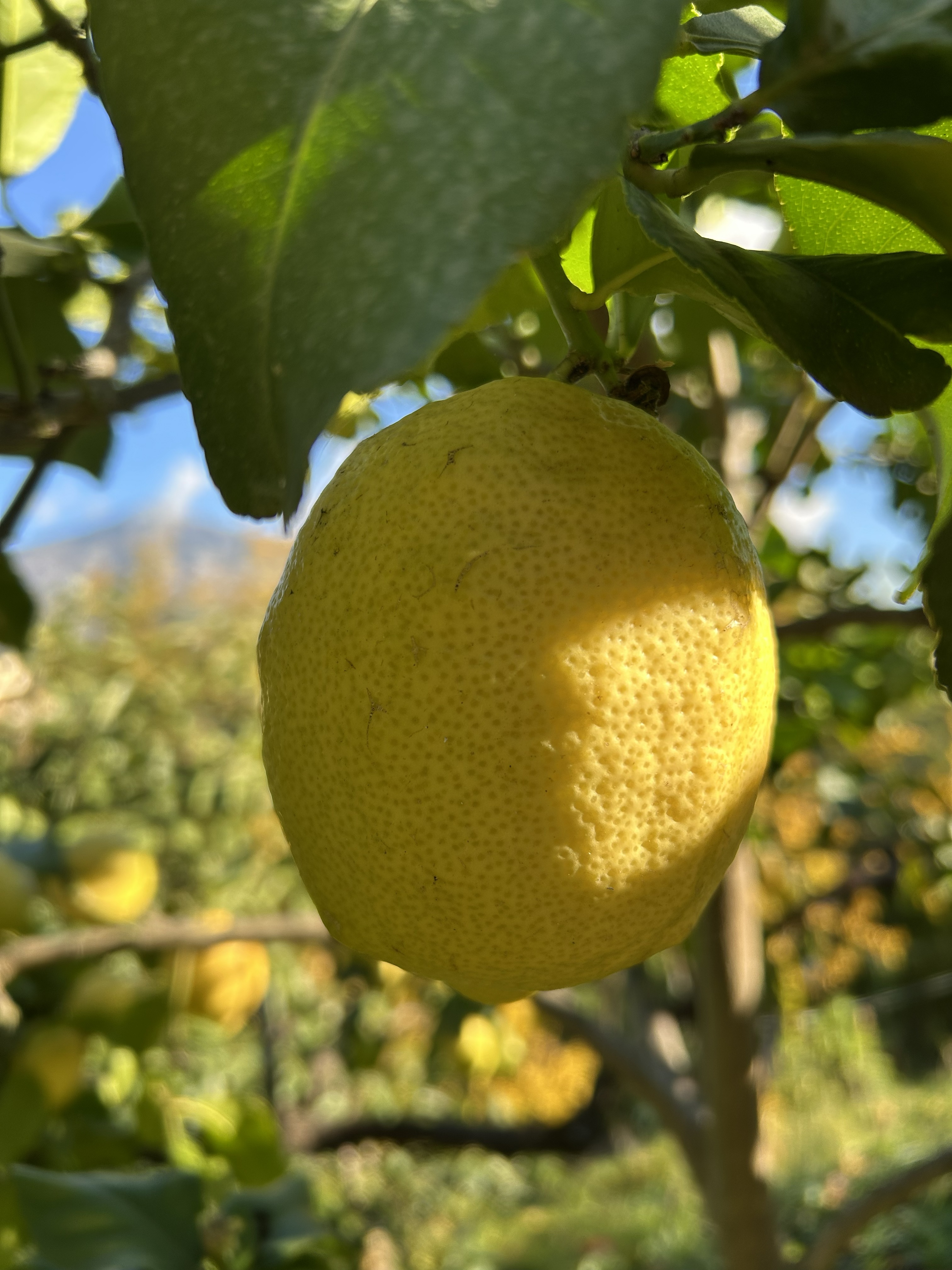 Citron de Menton, photographie di Luisa Delpiano Inversi