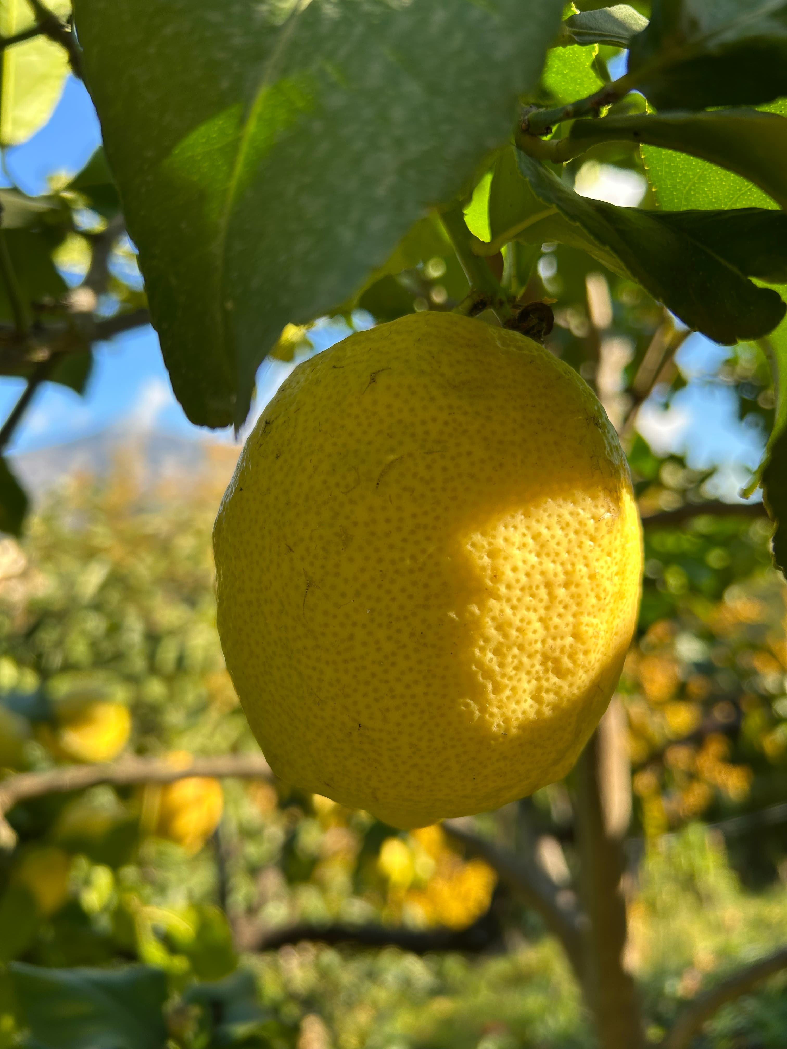 Citron de Menton, photographie di Luisa Delpiano Inversi