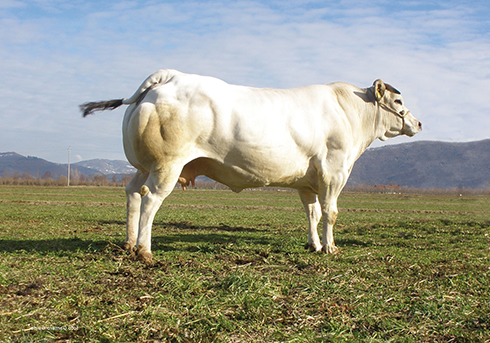 La race bovine piémontaise