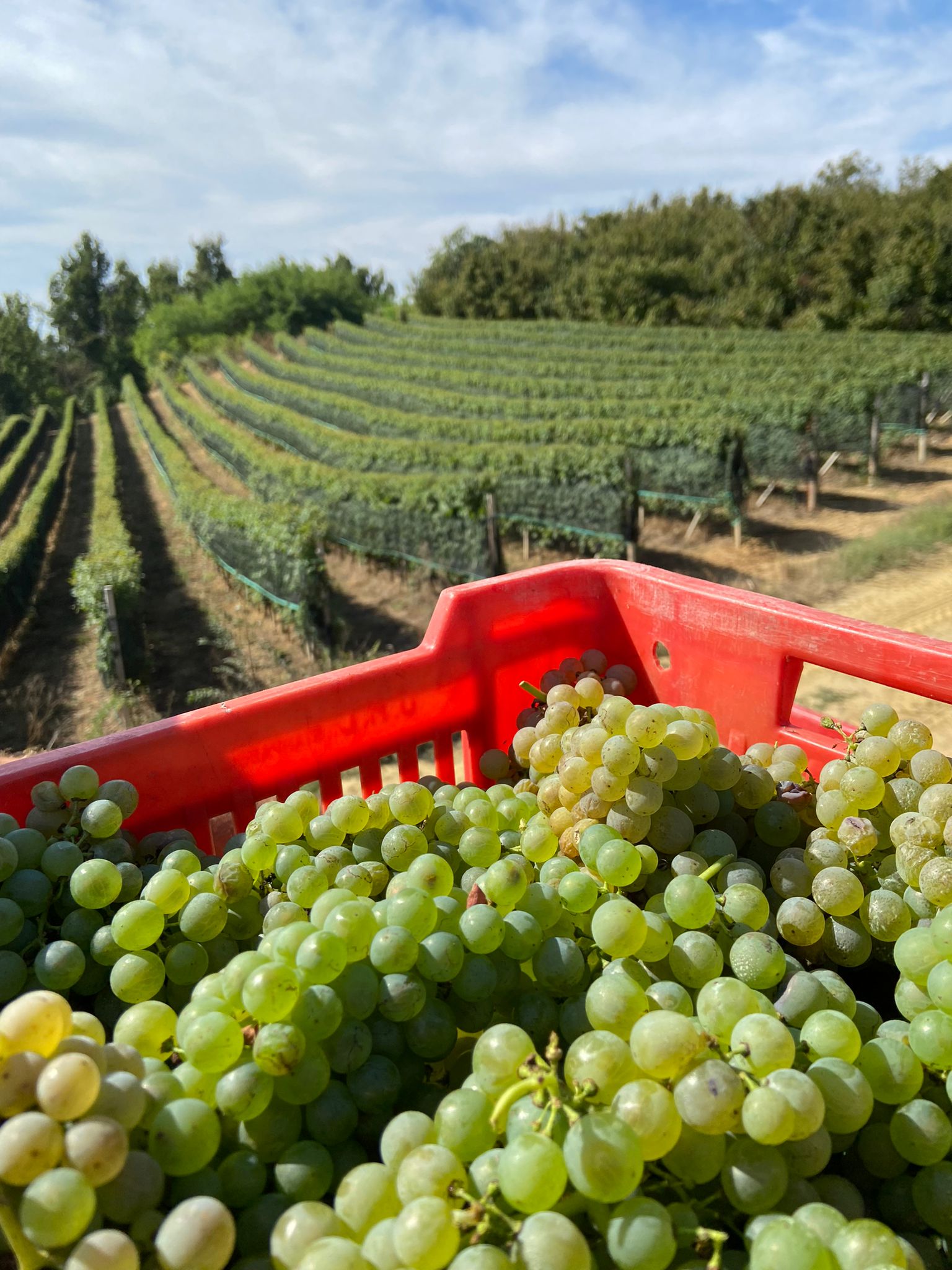 Le vin dans la cuisine piémontaise